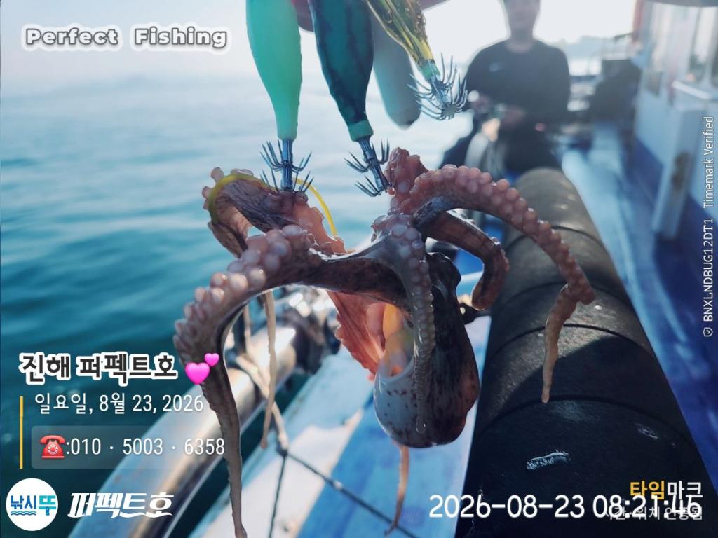 낚시뚜,돌문어,진해 수치마을 방파제,퍼펙트호,낚시뚜18