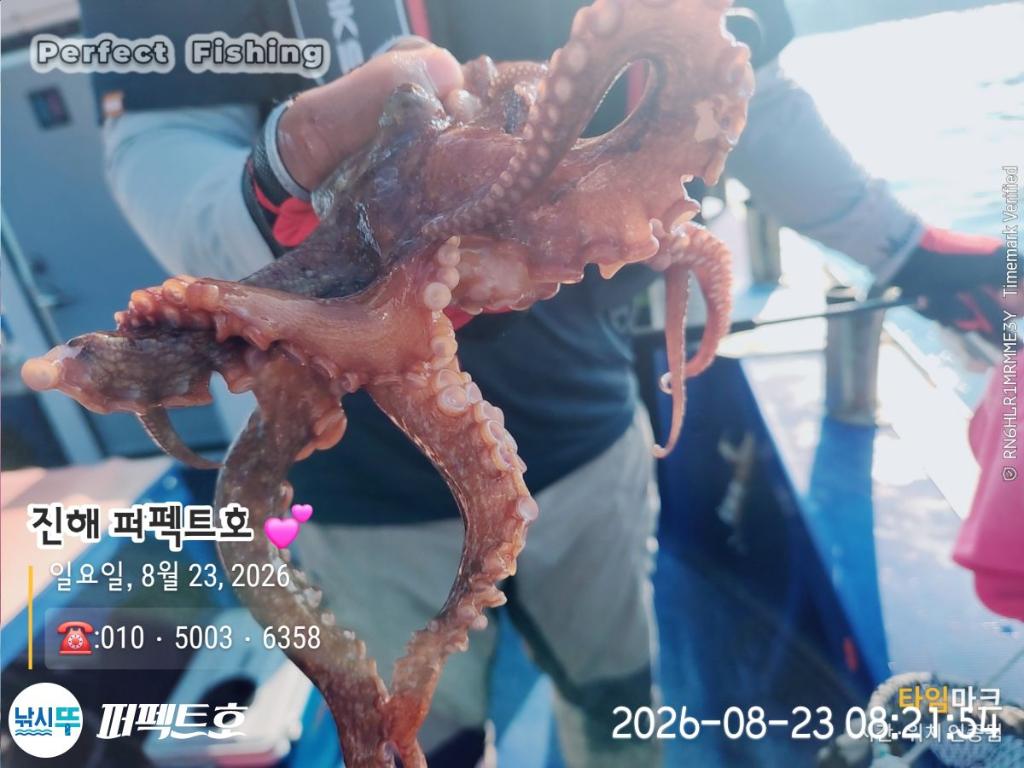 낚시뚜,돌문어,진해 수치마을 방파제,퍼펙트호,낚시뚜17