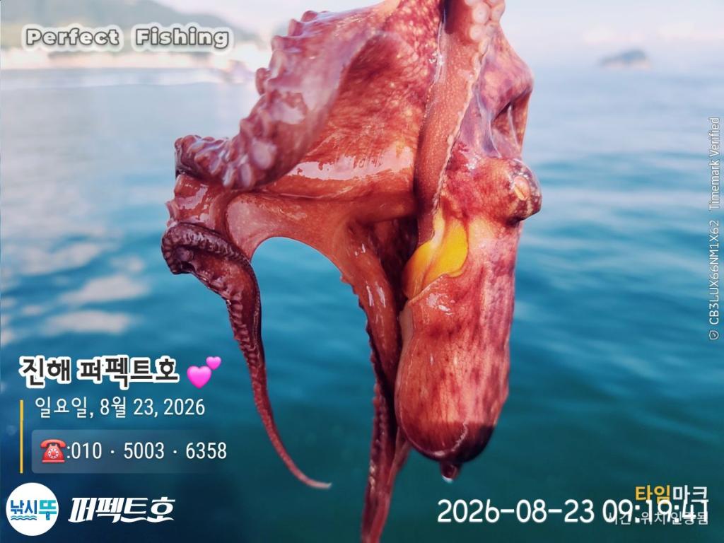 낚시뚜,돌문어,진해 수치마을 방파제,퍼펙트호,낚시뚜11