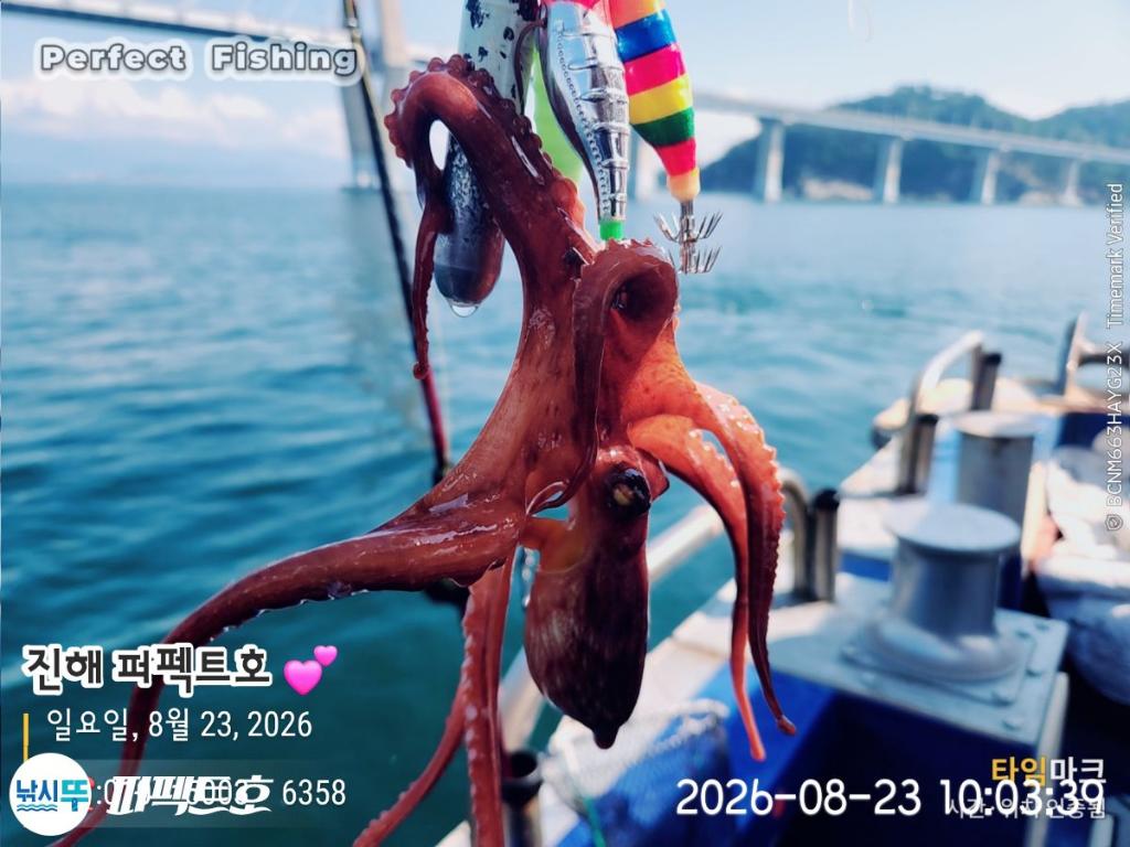 낚시뚜,돌문어,진해 수치마을 방파제,퍼펙트호,낚시뚜10