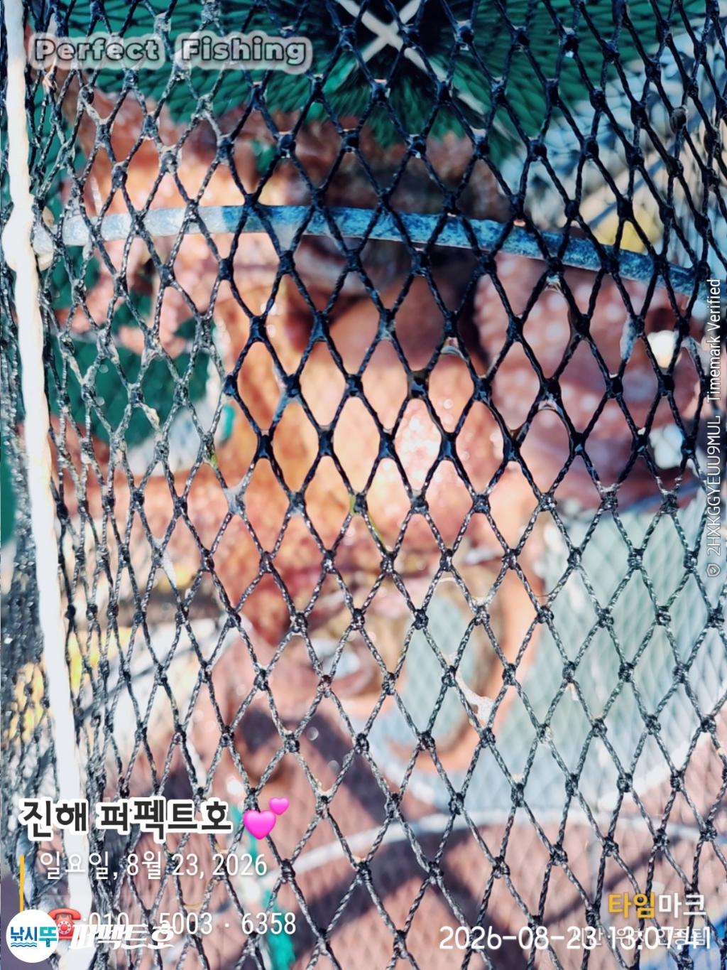 낚시뚜,돌문어,진해 수치마을 방파제,퍼펙트호,낚시뚜6