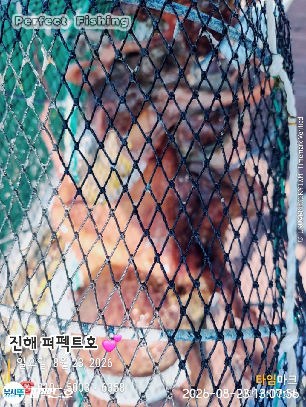 낚시뚜,돌문어,진해 수치마을 방파제,퍼펙트호,낚시뚜5