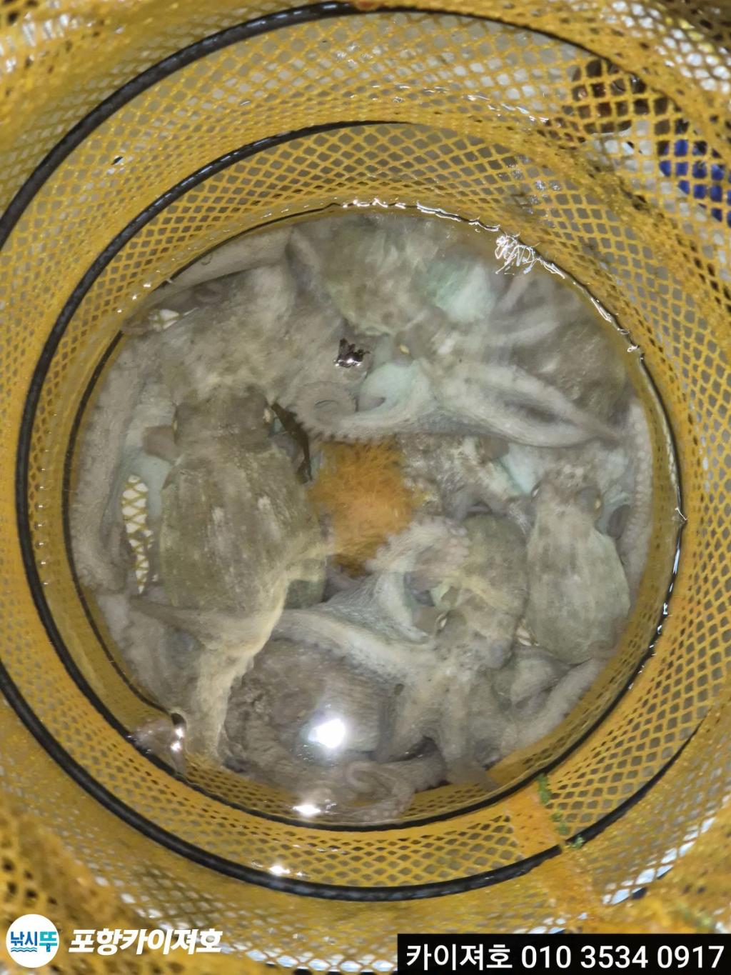 낚시뚜,기타 (직접입력),영일만항,포항카이져호,낚시뚜21