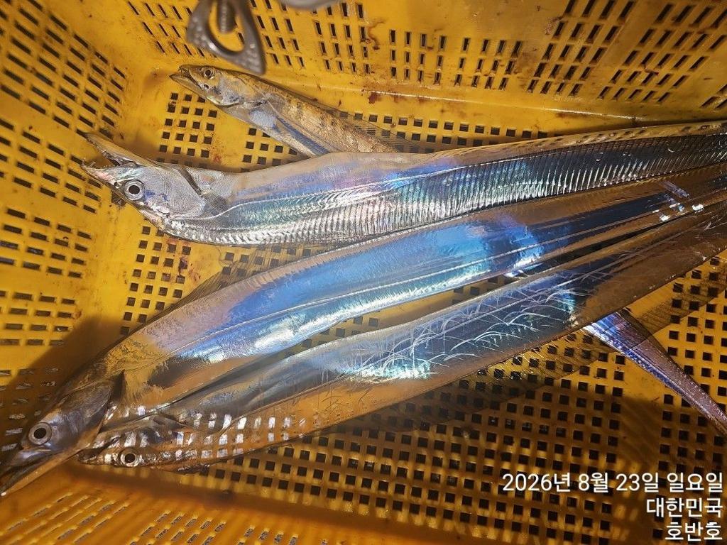 낚시뚜,갈치,통영 신전항,통영호반호,낚시뚜19