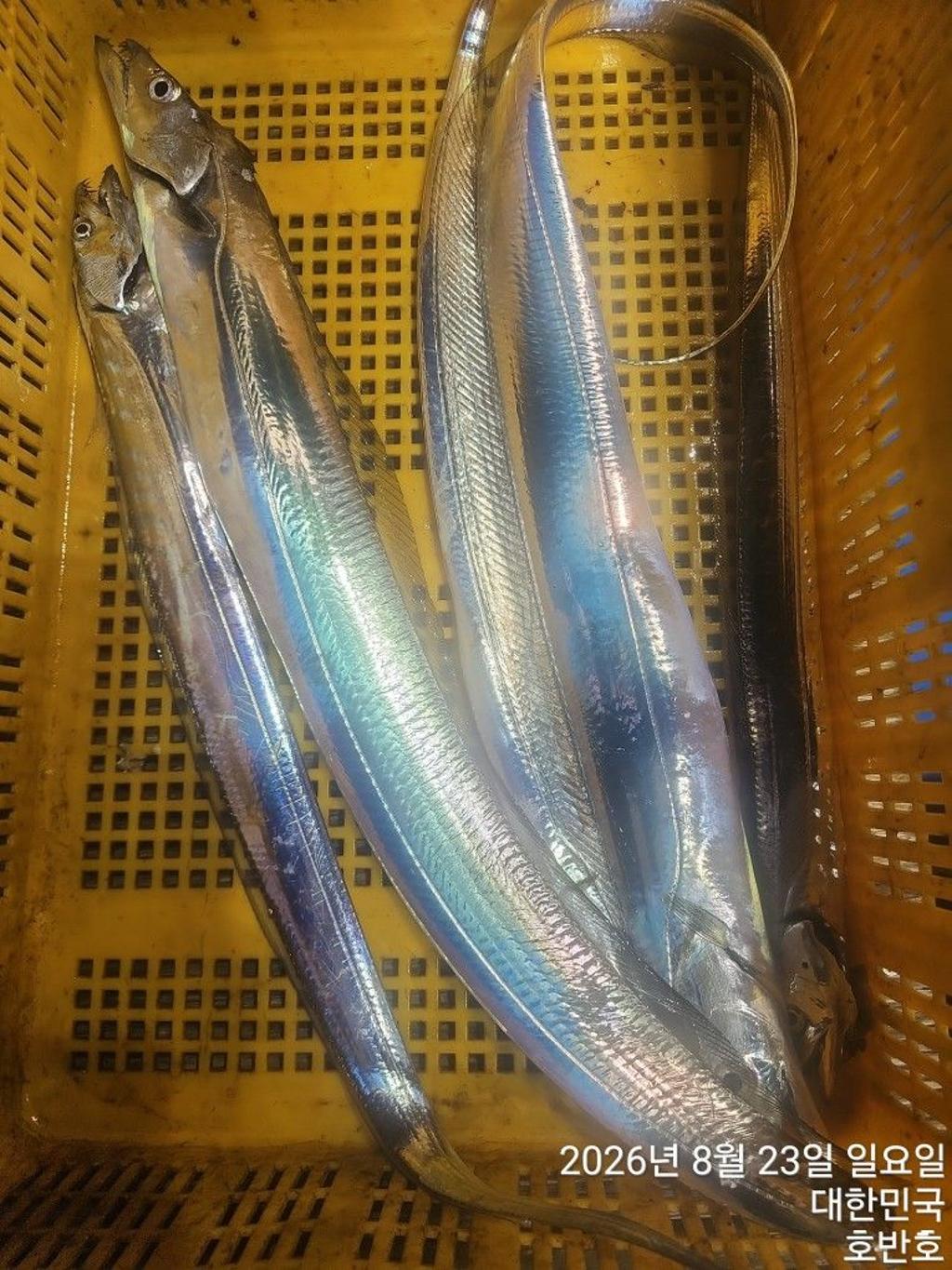 낚시뚜,갈치,통영 신전항,통영호반호,낚시뚜14