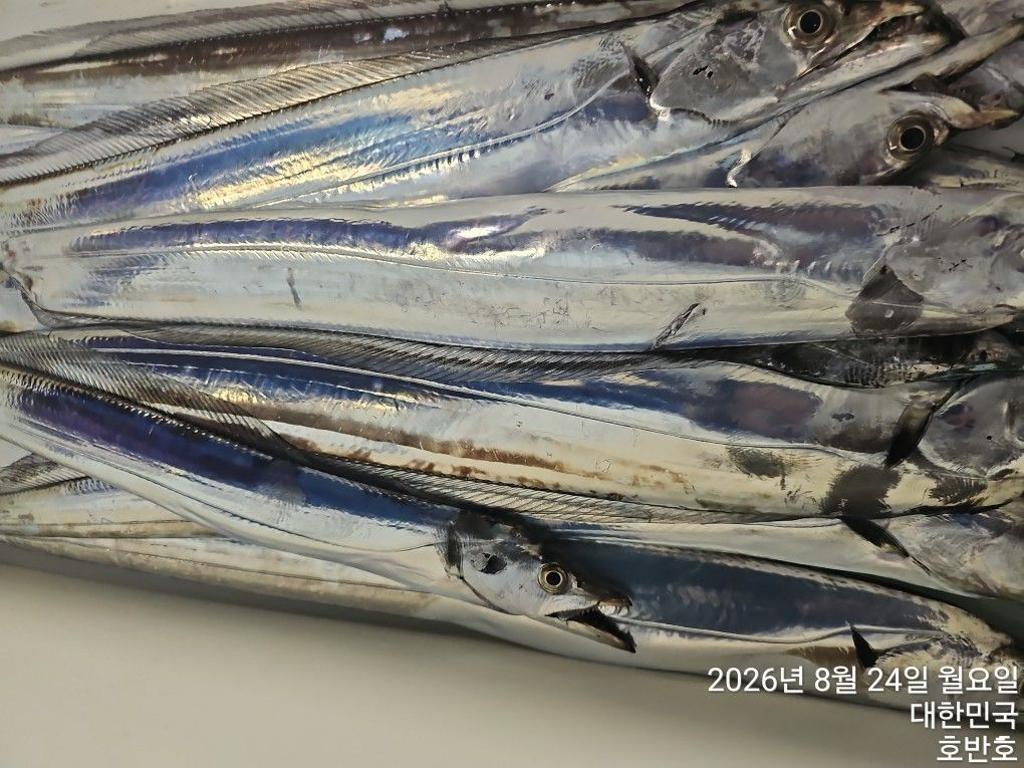 낚시뚜,갈치,통영 신전항,통영호반호,낚시뚜13