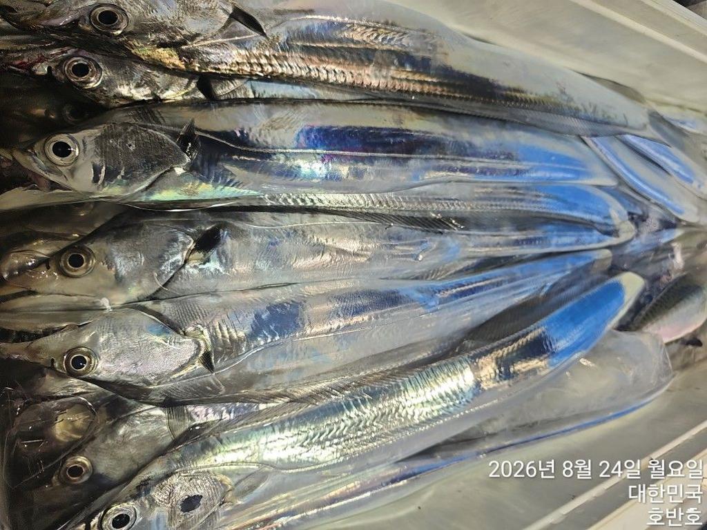낚시뚜,갈치,통영 신전항,통영호반호,낚시뚜12