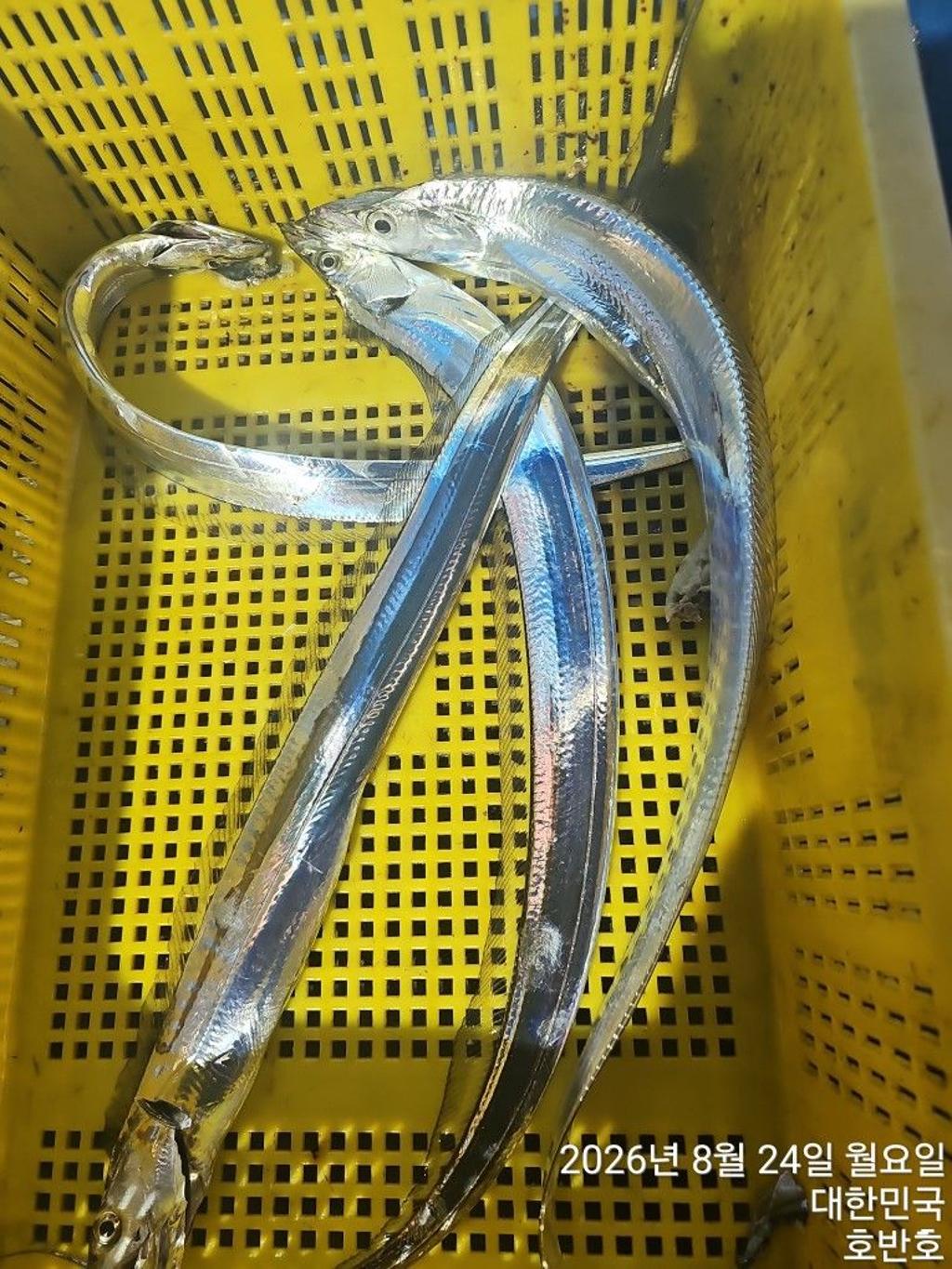 낚시뚜,갈치,통영 신전항,통영호반호,낚시뚜10