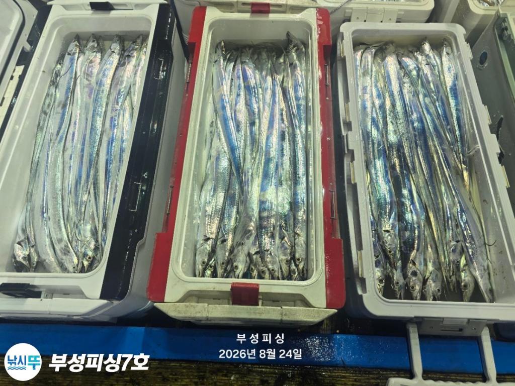 낚시뚜,갈치,통영영운리항,부성피싱7호,낚시뚜23