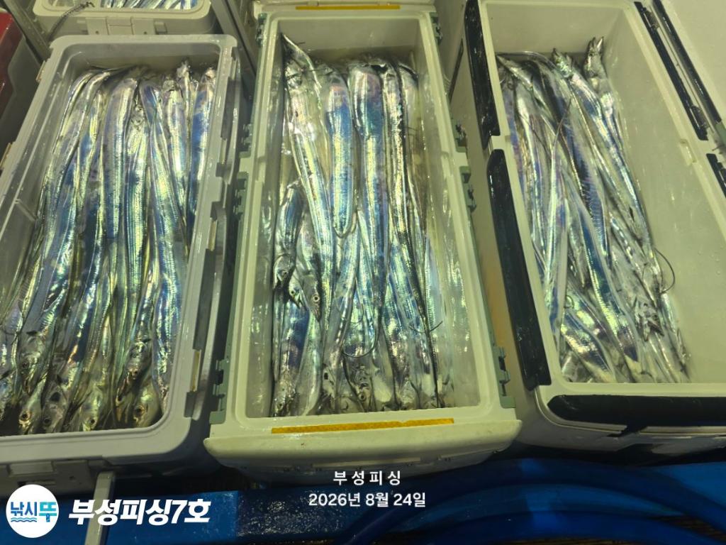 낚시뚜,갈치,통영영운리항,부성피싱7호,낚시뚜22
