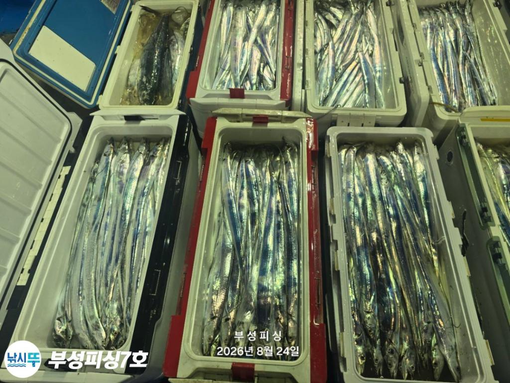 낚시뚜,갈치,통영영운리항,부성피싱7호,낚시뚜20