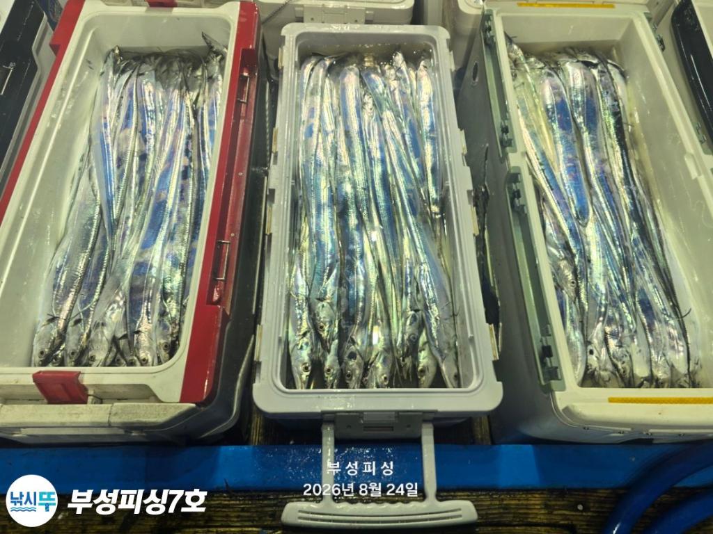 낚시뚜,갈치,통영영운리항,부성피싱7호,낚시뚜21