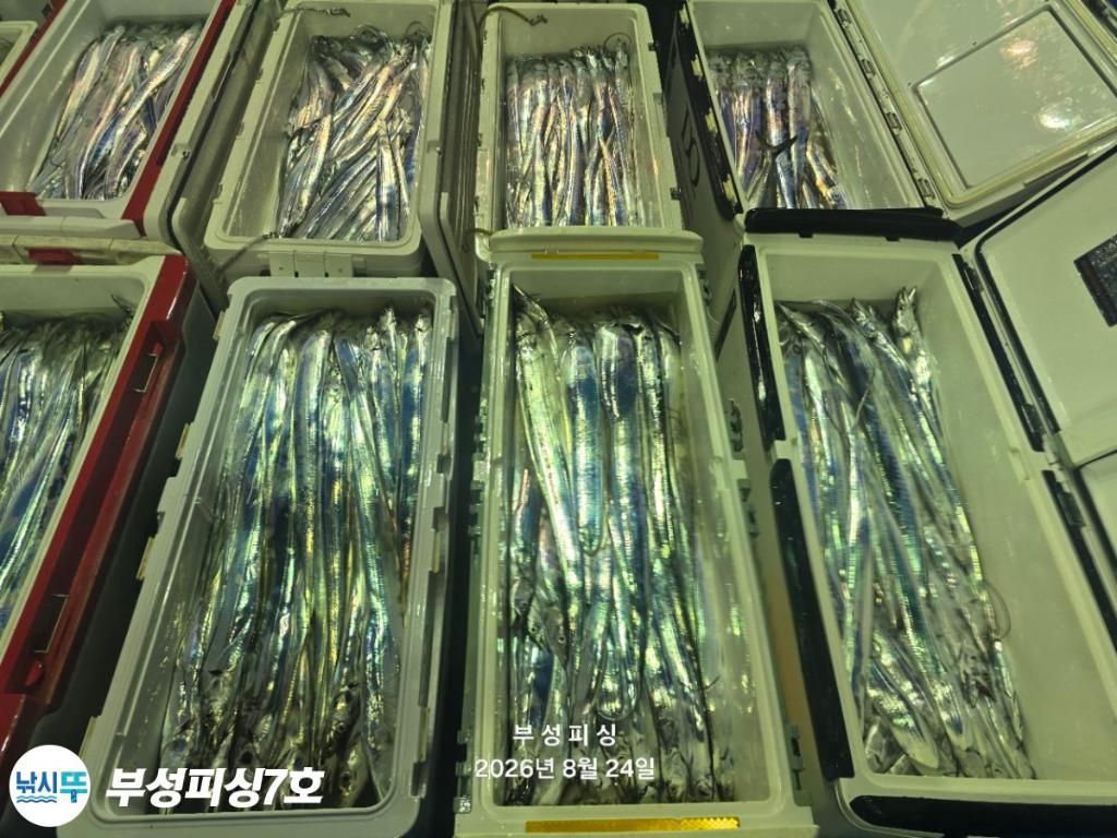낚시뚜,갈치,통영영운리항,부성피싱7호,낚시뚜19