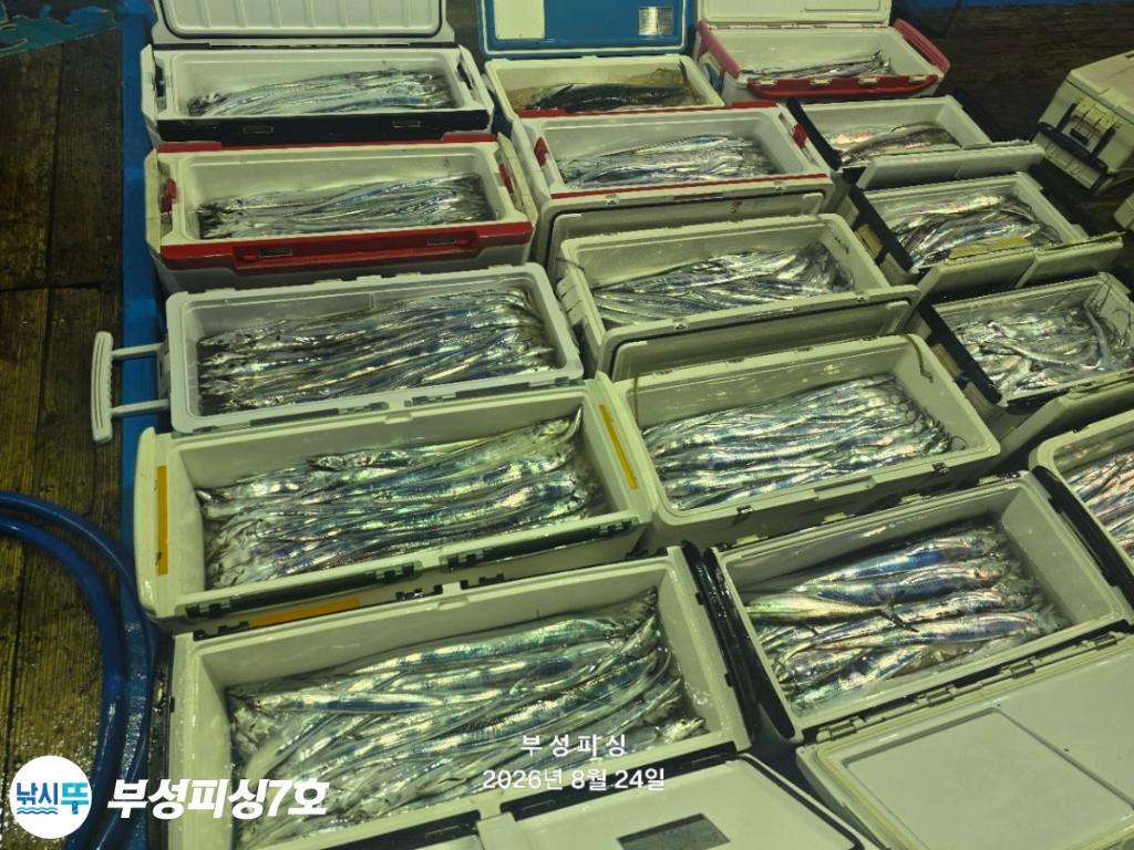 낚시뚜,갈치,통영영운리항,부성피싱7호,낚시뚜18