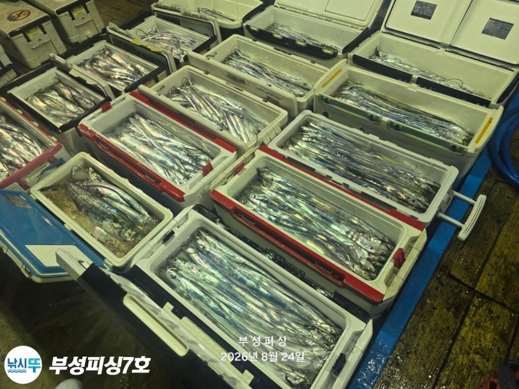 낚시뚜,갈치,통영영운리항,부성피싱7호,낚시뚜15