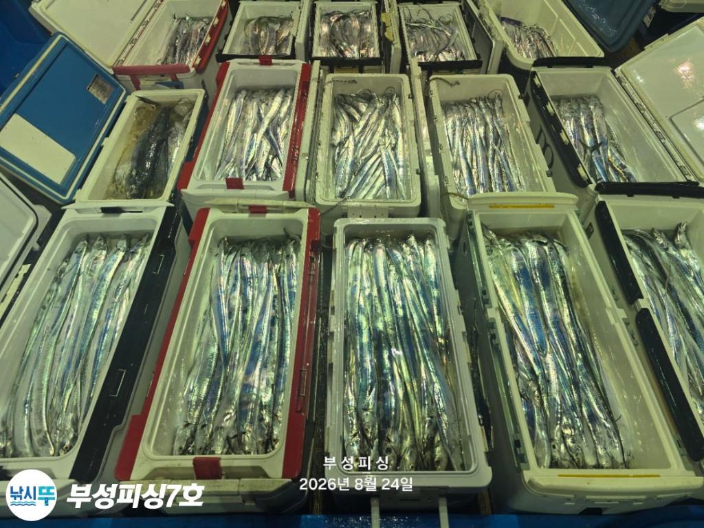 낚시뚜,갈치,통영영운리항,부성피싱7호,낚시뚜12