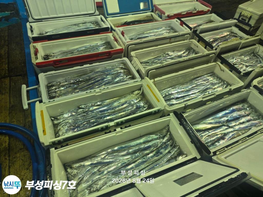 낚시뚜,갈치,통영영운리항,부성피싱7호,낚시뚜3