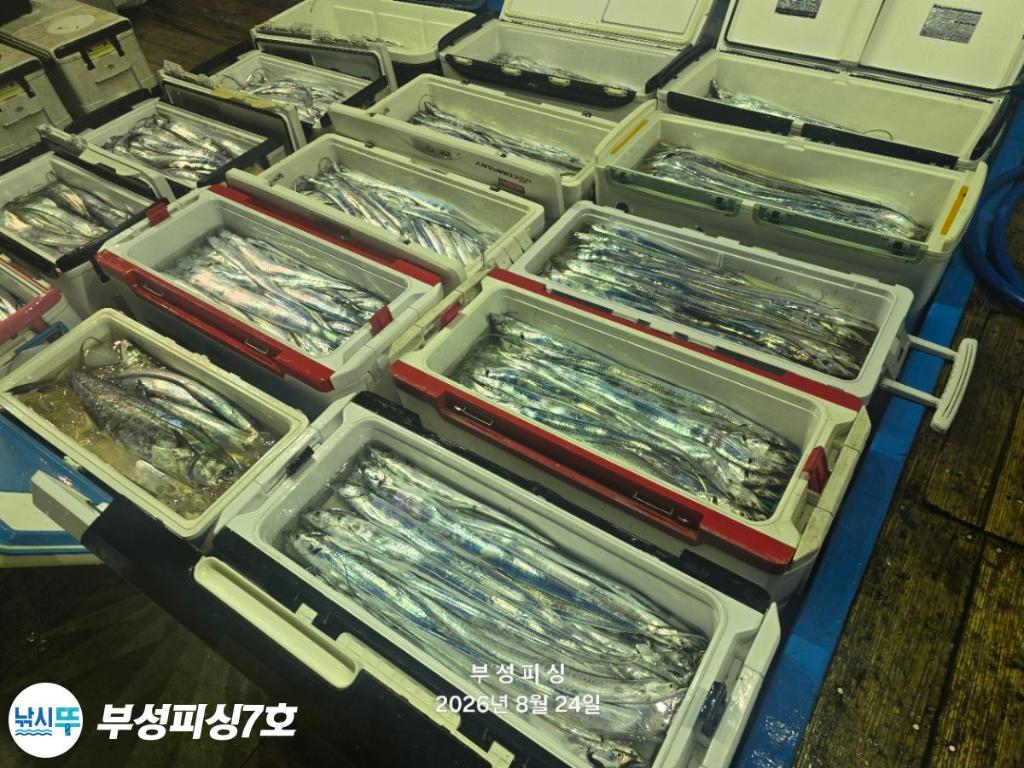 낚시뚜,갈치,통영영운리항,부성피싱7호,낚시뚜2