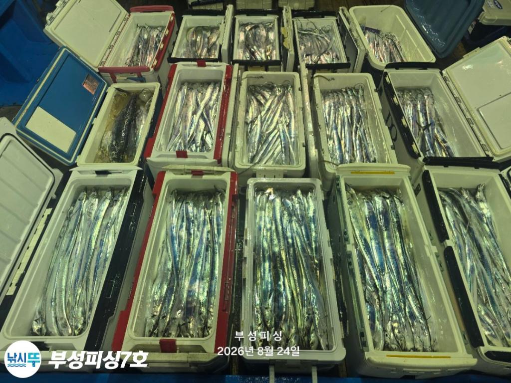 낚시뚜,갈치,통영영운리항,부성피싱7호,낚시뚜1