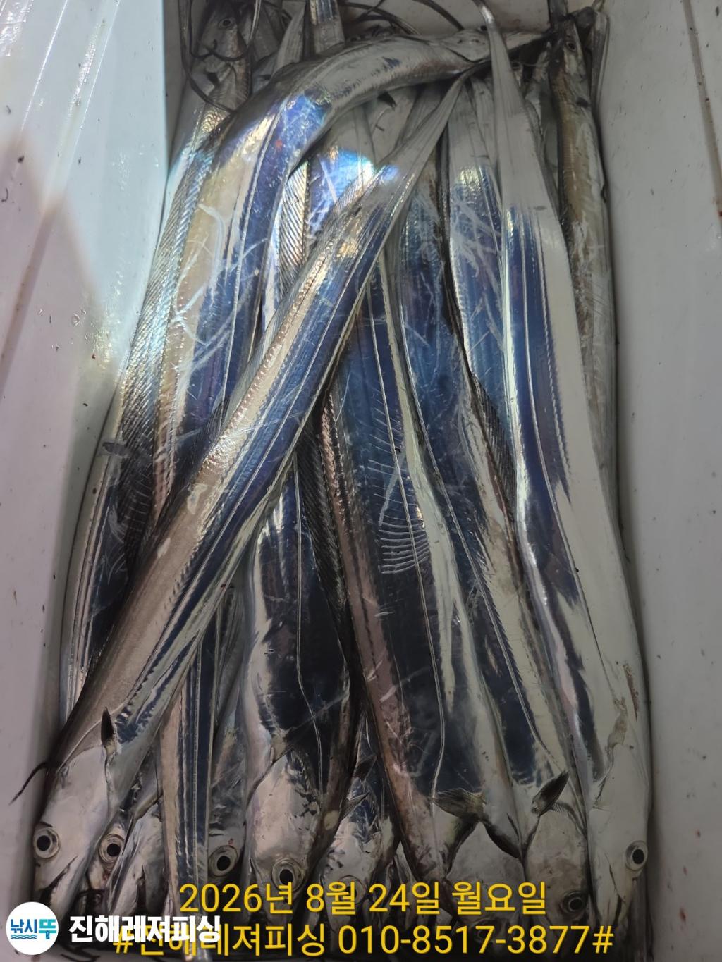 낚시뚜,갈치,진해1부두항,진해레져피싱,낚시뚜19