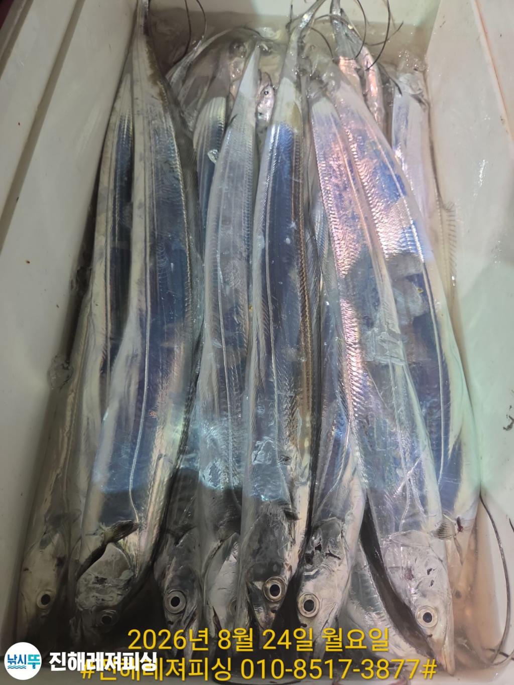 낚시뚜,갈치,진해1부두항,진해레져피싱,낚시뚜12