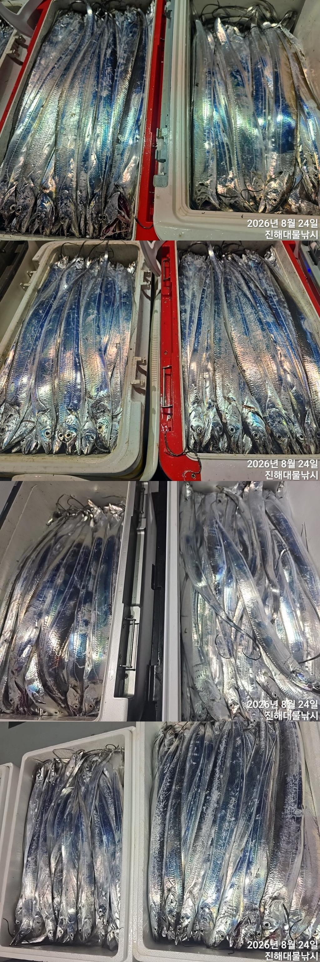 낚시뚜,갈치,진해1부두항,진해대물낚시,낚시뚜3