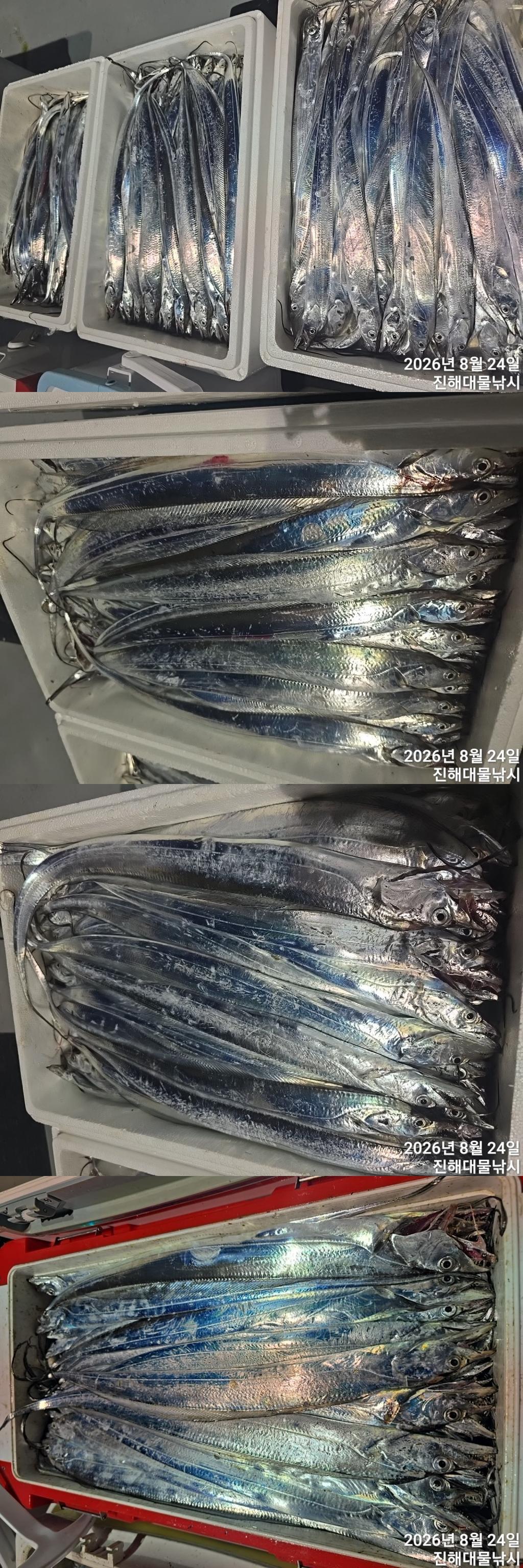 낚시뚜,갈치,진해1부두항,진해대물낚시,낚시뚜4