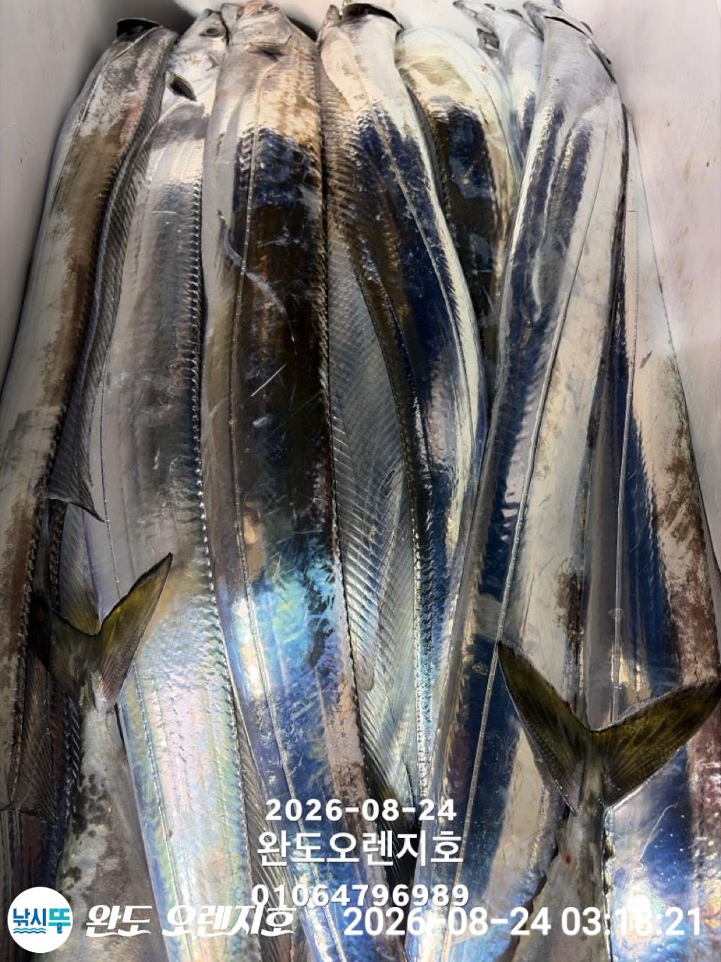 낚시뚜,갈치,완도항,완도 오렌지호,낚시뚜28