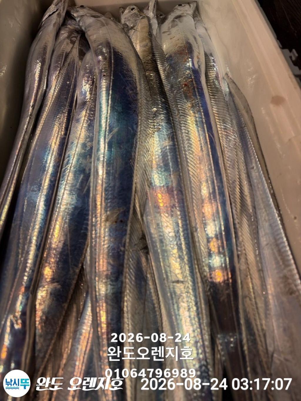 낚시뚜,갈치,완도항,완도 오렌지호,낚시뚜27