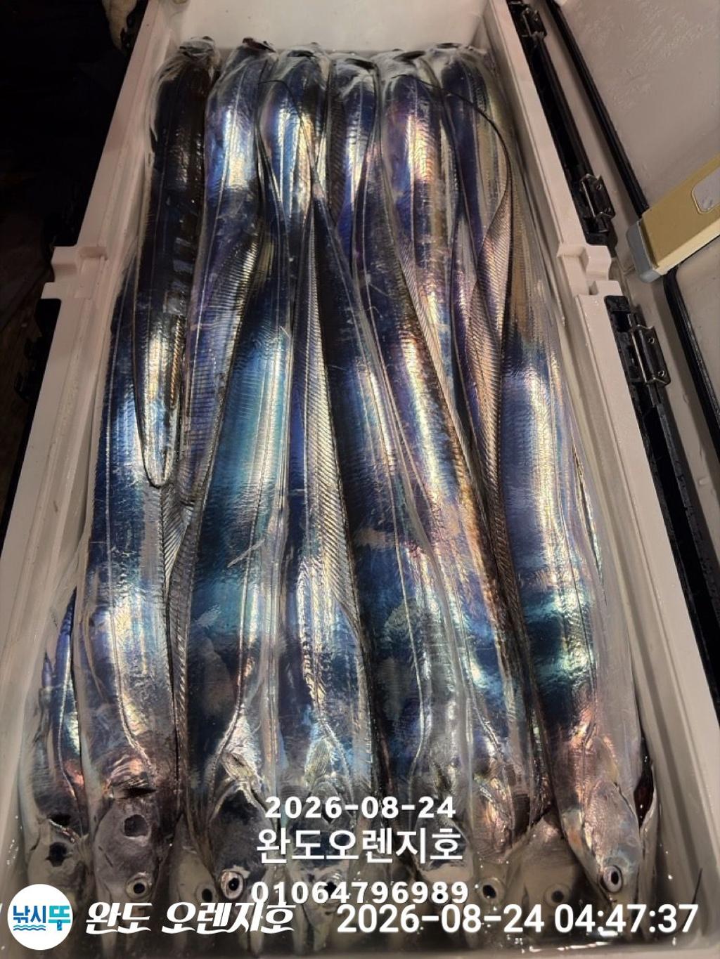 낚시뚜,갈치,완도항,완도 오렌지호,낚시뚜26