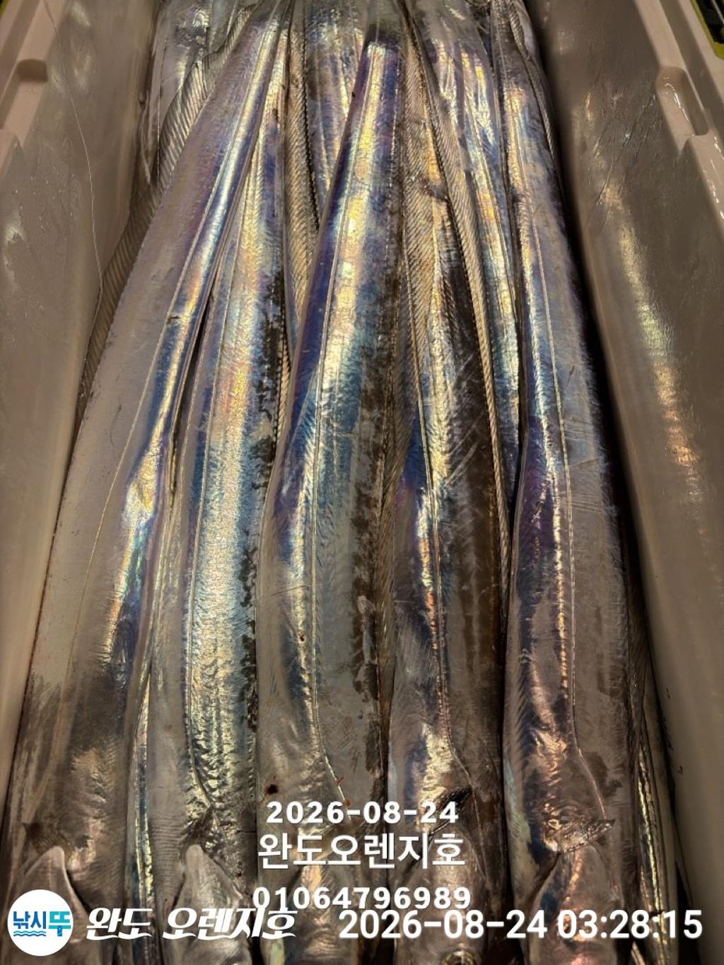 낚시뚜,갈치,완도항,완도 오렌지호,낚시뚜23