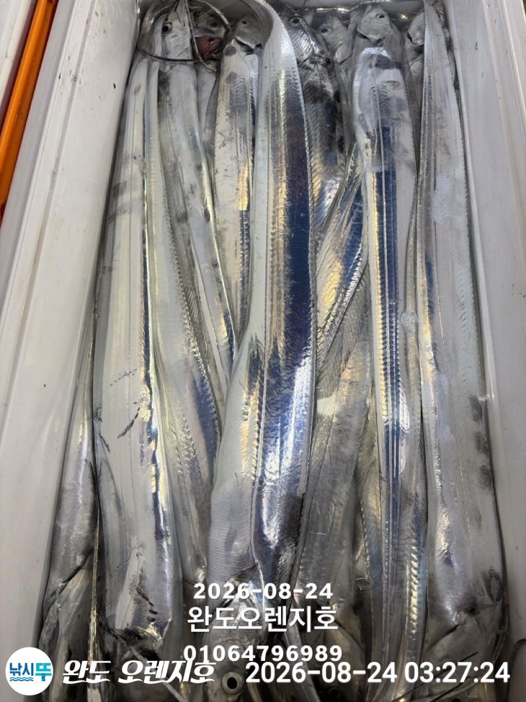 낚시뚜,갈치,완도항,완도 오렌지호,낚시뚜22
