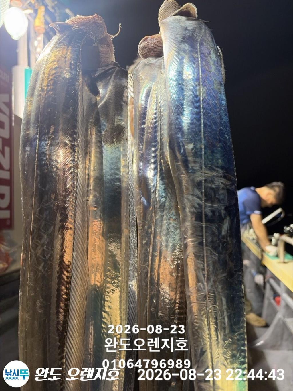 낚시뚜,갈치,완도항,완도 오렌지호,낚시뚜14