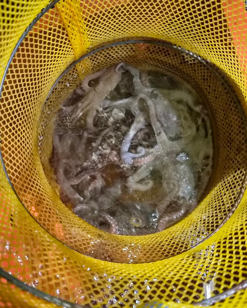 낚시뚜,돌문어,포항여남항,포항포시즌호,낚시뚜41