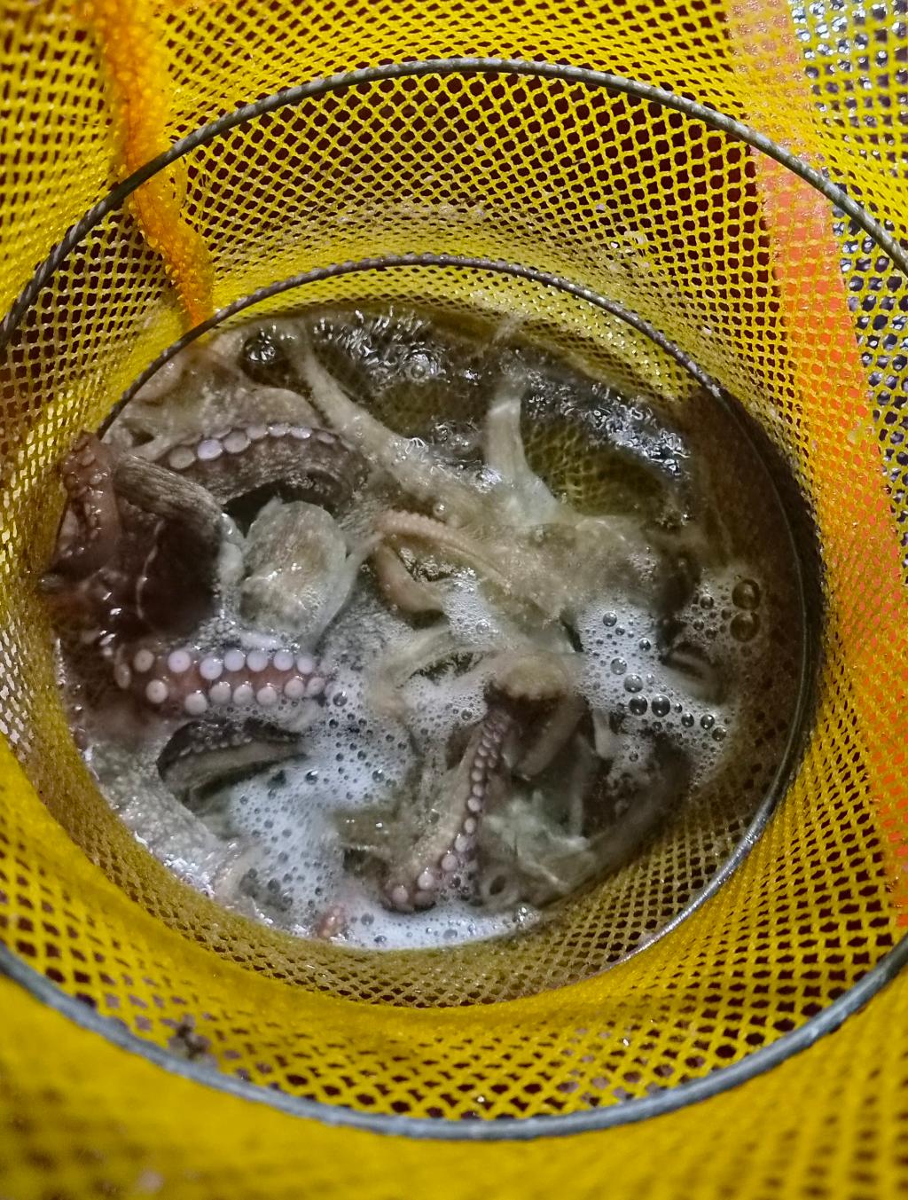 낚시뚜,돌문어,포항여남항,포항포시즌호,낚시뚜40