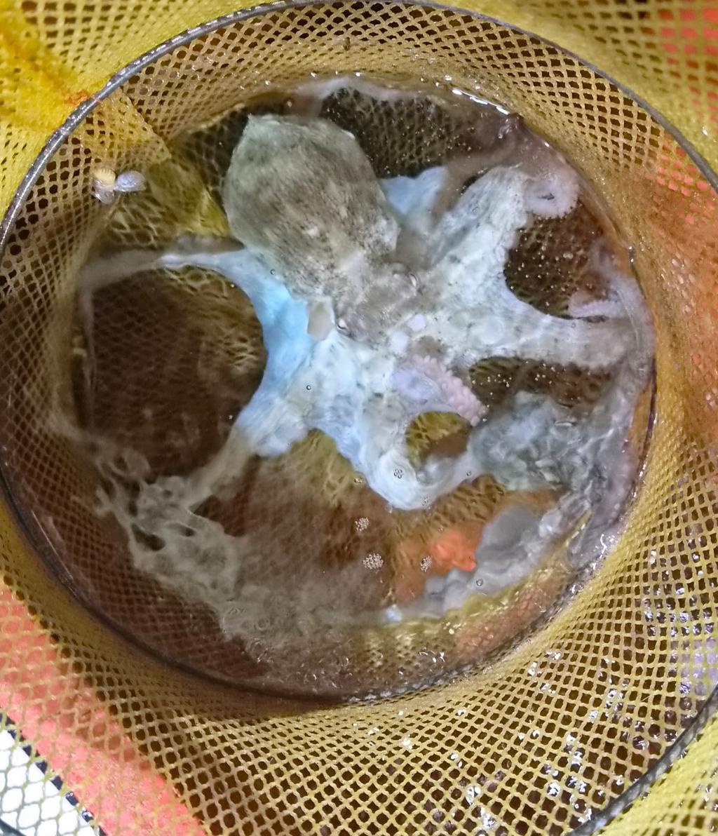 낚시뚜,돌문어,포항여남항,포항포시즌호,낚시뚜39
