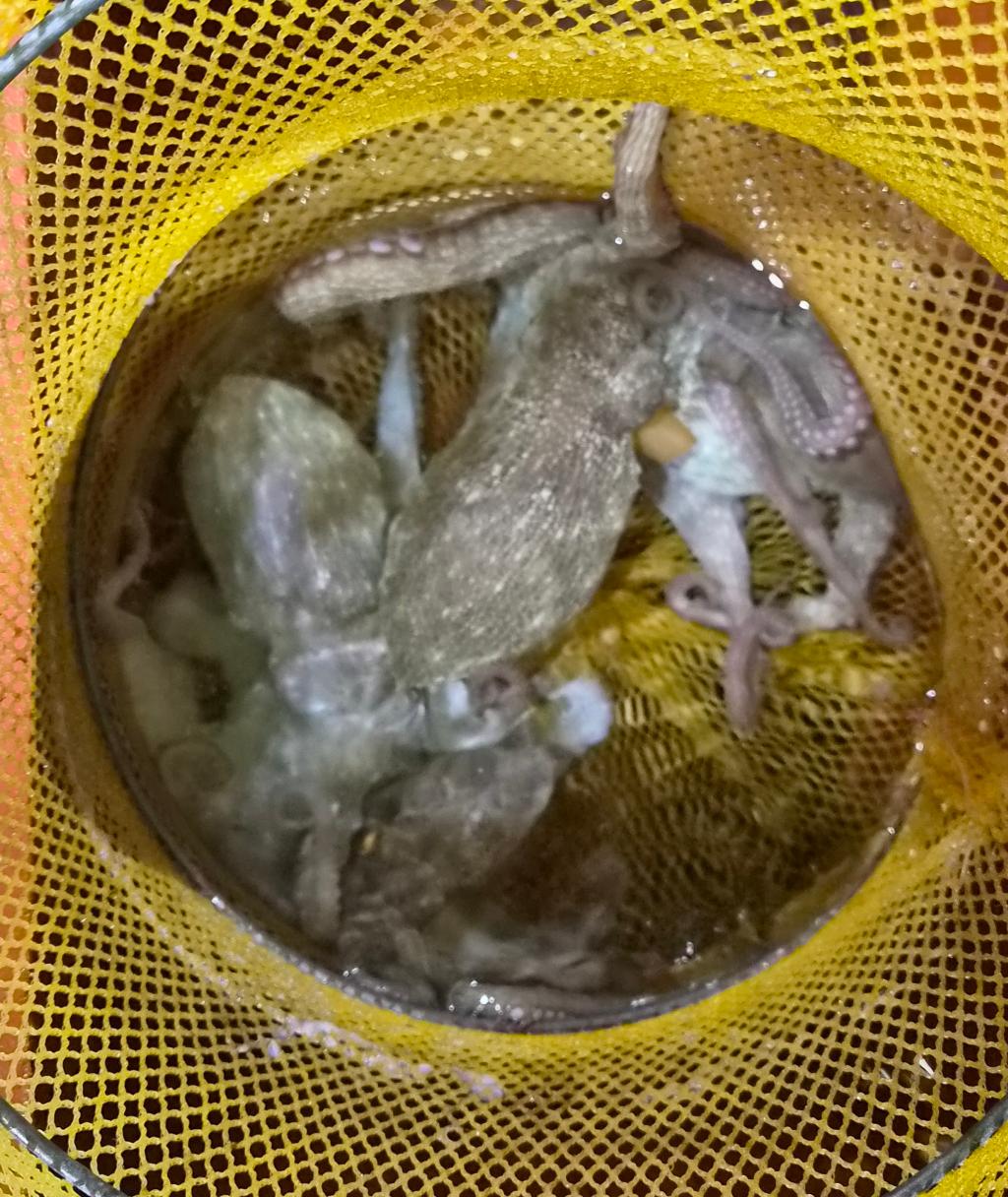 낚시뚜,돌문어,포항여남항,포항포시즌호,낚시뚜38