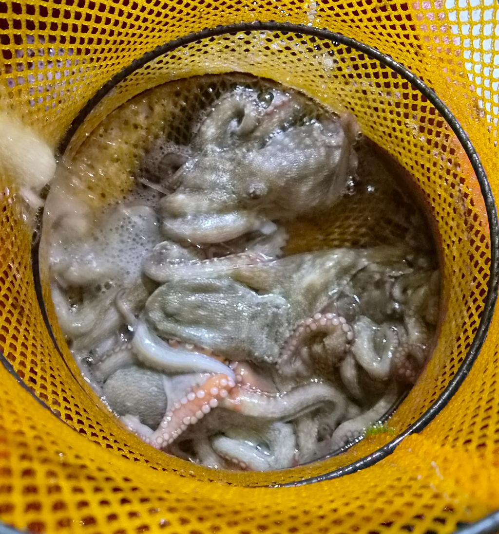 낚시뚜,돌문어,포항여남항,포항포시즌호,낚시뚜35
