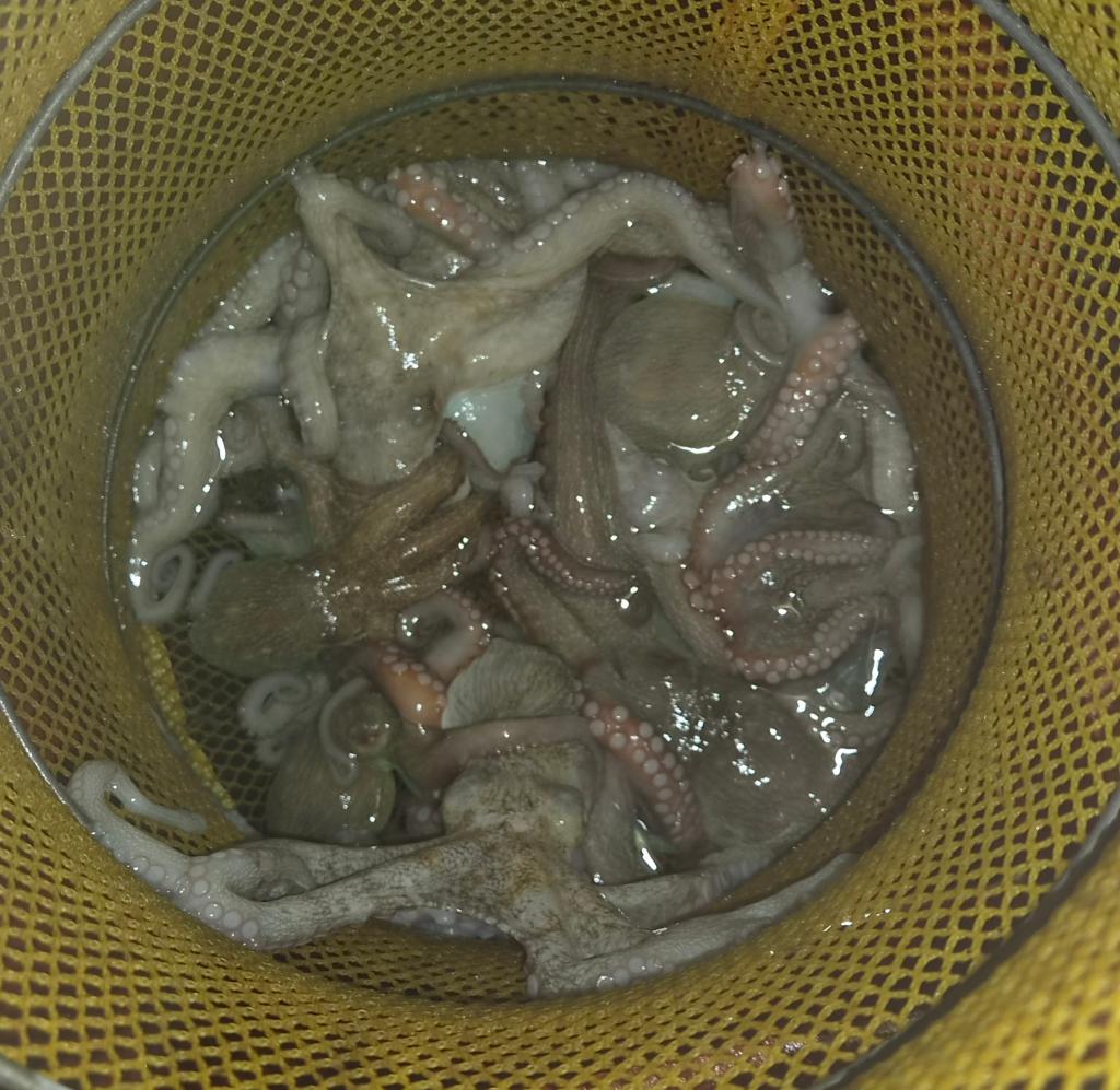 낚시뚜,돌문어,포항여남항,포항포시즌호,낚시뚜34