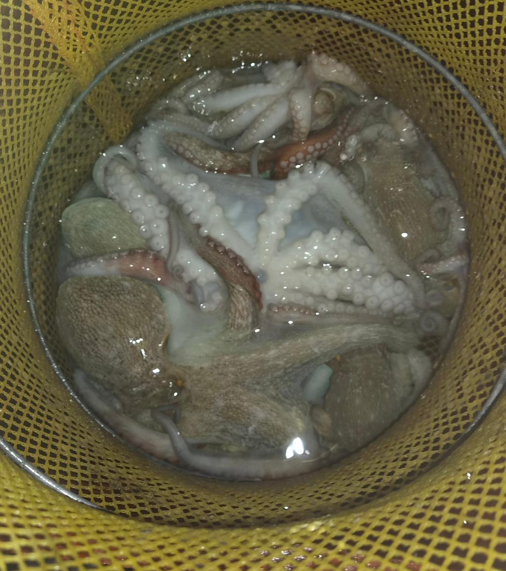 낚시뚜,돌문어,포항여남항,포항포시즌호,낚시뚜33