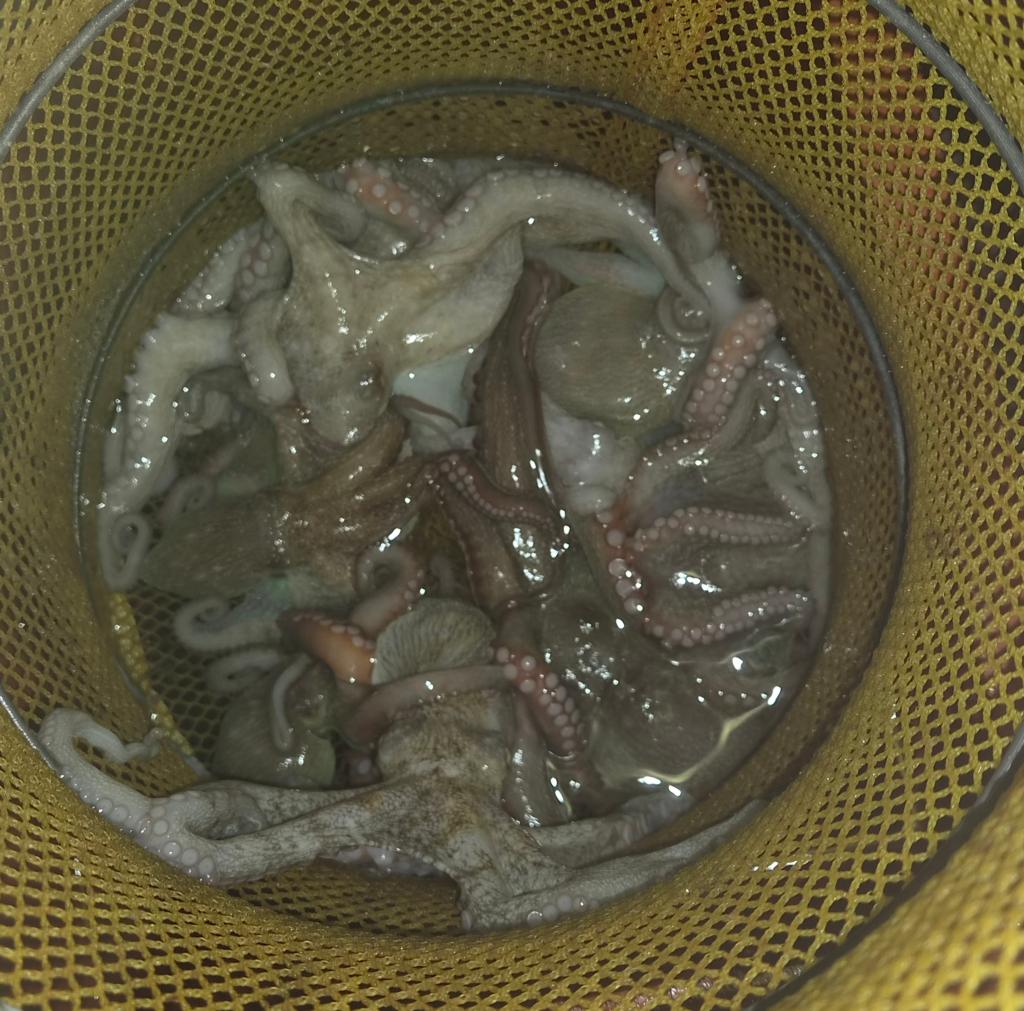 낚시뚜,돌문어,포항여남항,포항포시즌호,낚시뚜32