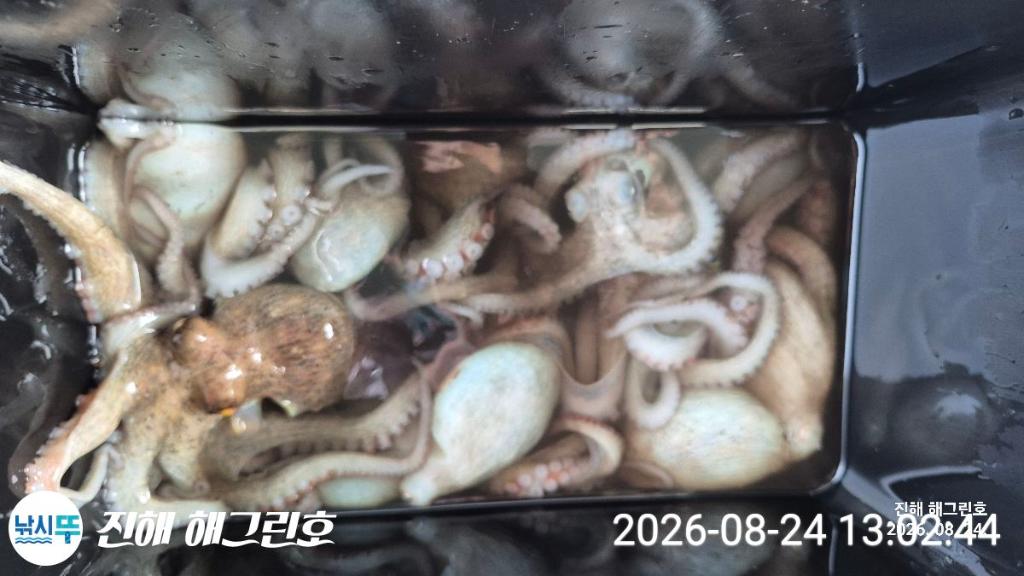 낚시뚜,돌문어,삼포항,진해 해그린호,낚시뚜16