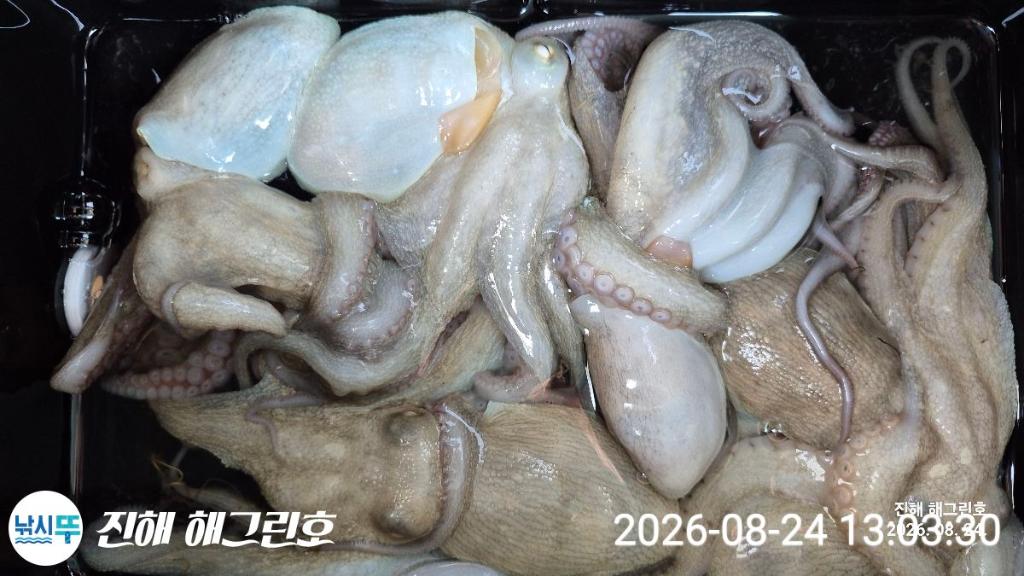 낚시뚜,돌문어,삼포항,진해 해그린호,낚시뚜15