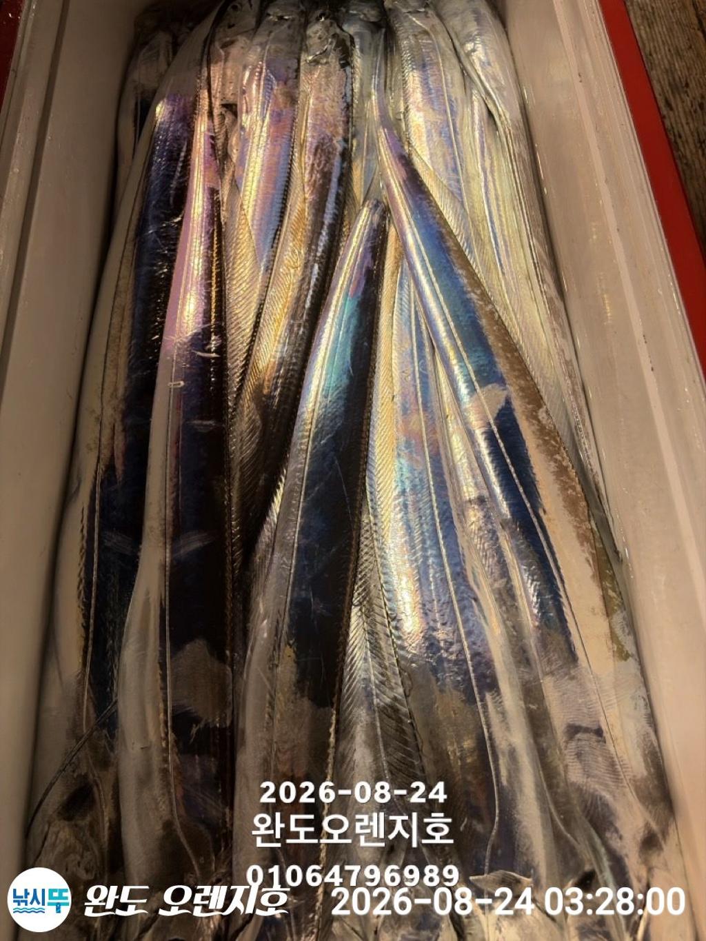 낚시뚜,갈치,완도항,완도 오렌지호,낚시뚜5