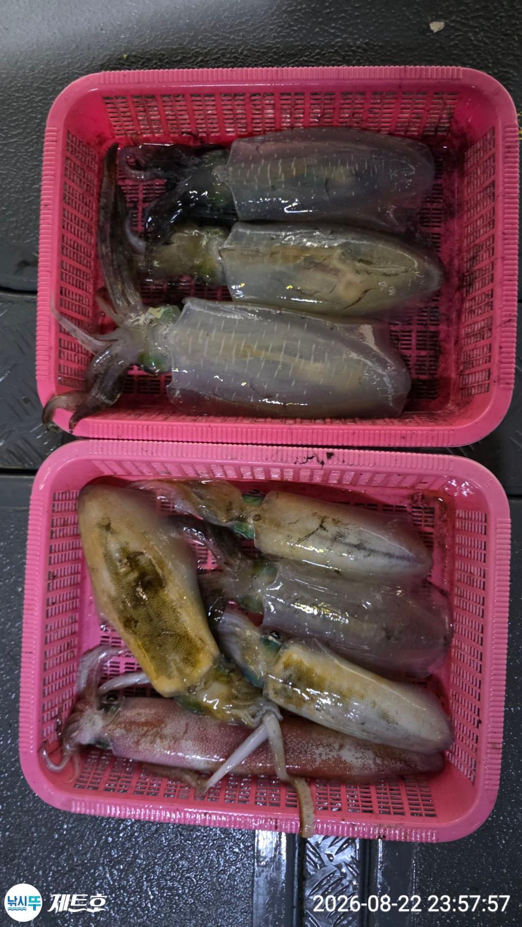 낚시뚜,무늬오징어,영일만항,포항 제트호,낚시뚜21