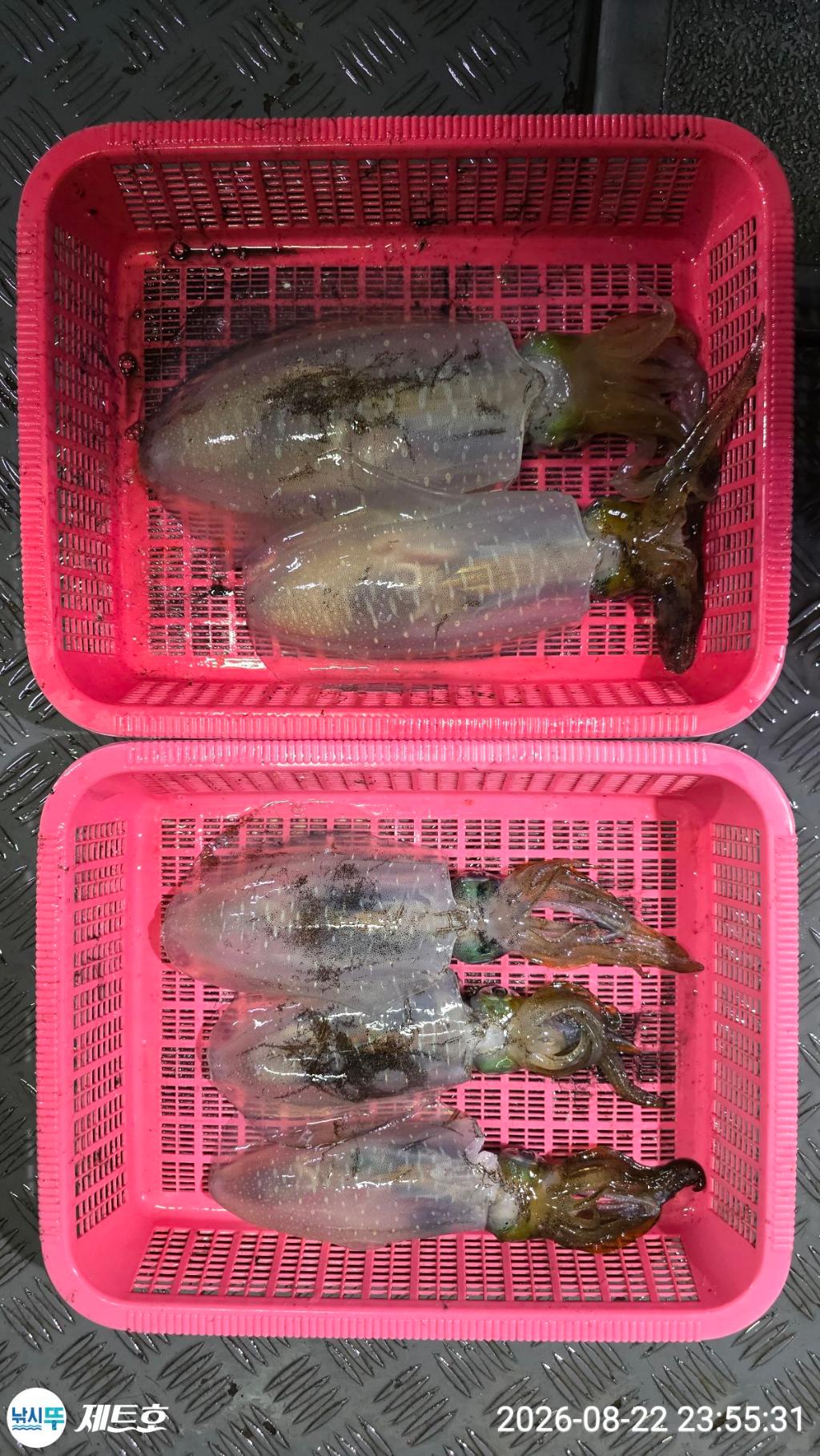 낚시뚜,무늬오징어,영일만항,포항 제트호,낚시뚜20