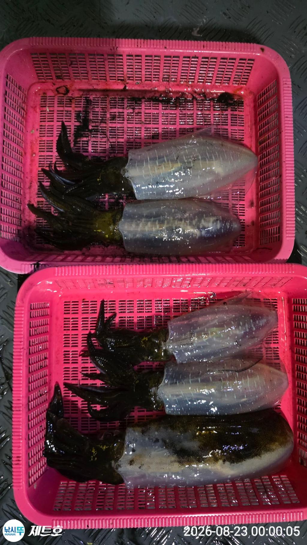 낚시뚜,무늬오징어,영일만항,포항 제트호,낚시뚜19