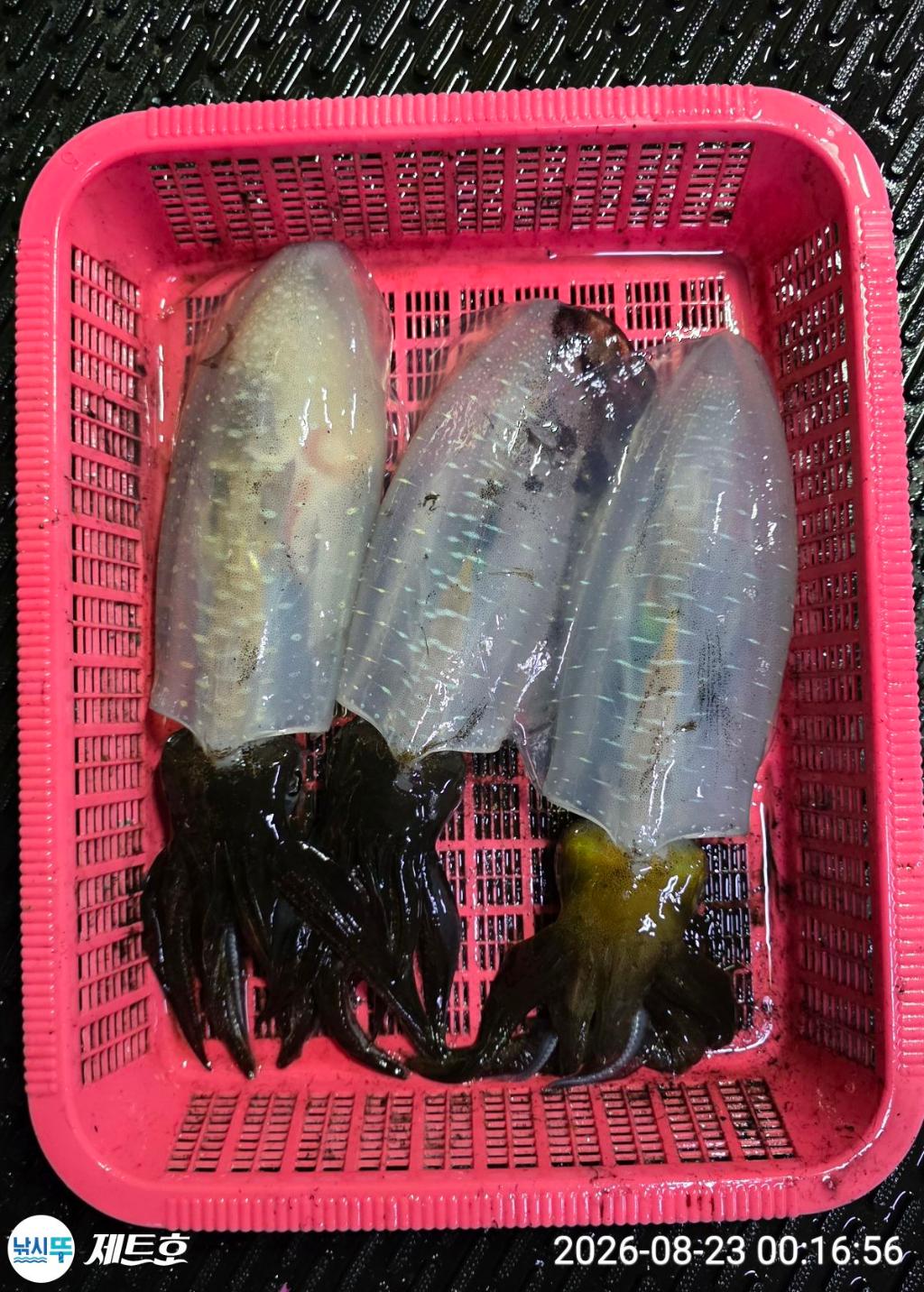 낚시뚜,무늬오징어,영일만항,포항 제트호,낚시뚜18