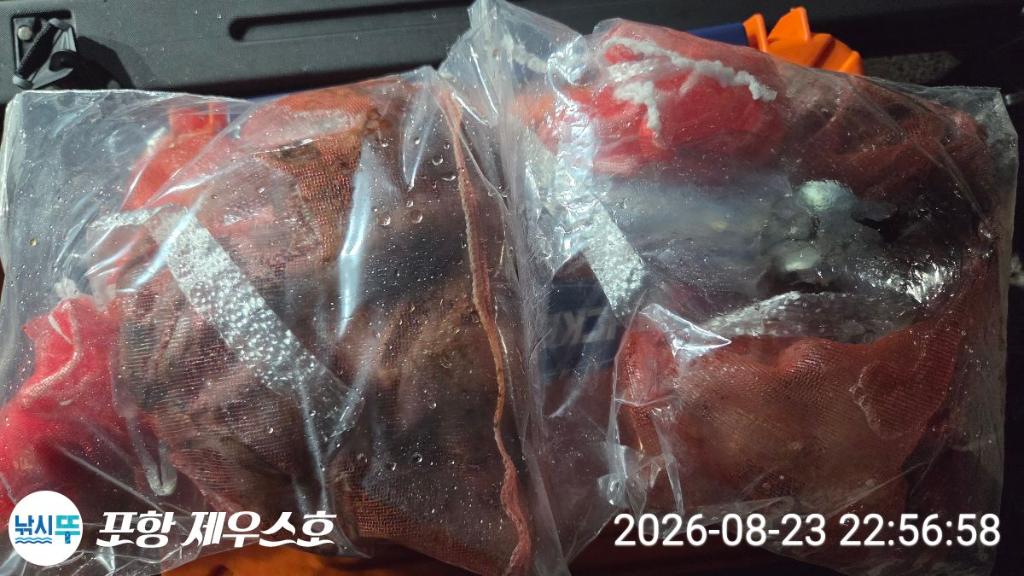 낚시뚜,돌문어,무늬오징어,영일만항,포항 제우스호,낚시뚜22