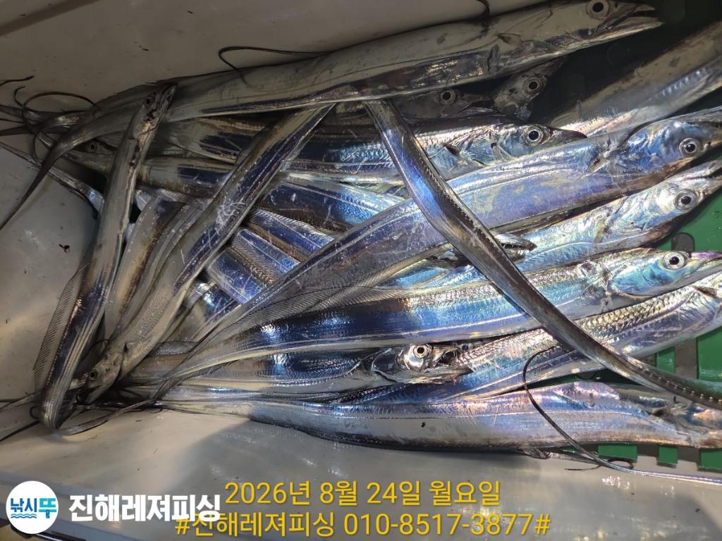 낚시뚜,갈치,진해1부두항,진해레져피싱,낚시뚜10